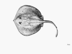 Image of Lined round stingray