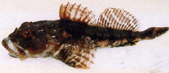 Image of Shorthorn sculpin
