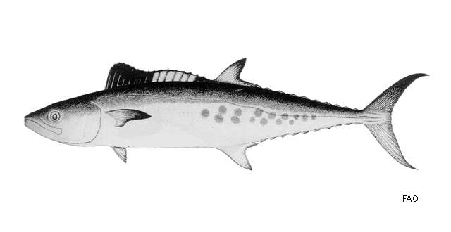 Image of School Mackerel