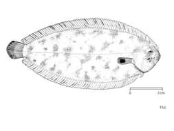 Image of Atlantic Sole