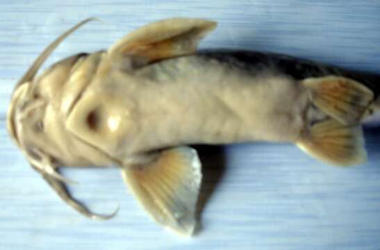 Image of Catfish