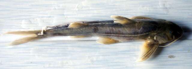 Image of Three-lined catfish