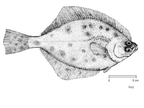 Image of Starry flounders