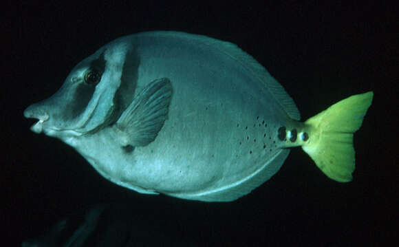 Image of Razor Surgeonfish