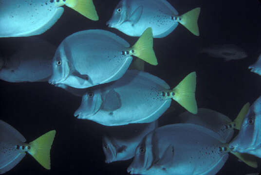 Image of Razor Surgeonfish