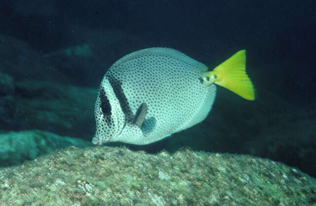 Image of Yellowtail Surgeonfish