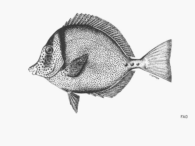 Image of Yellowtail Surgeonfish