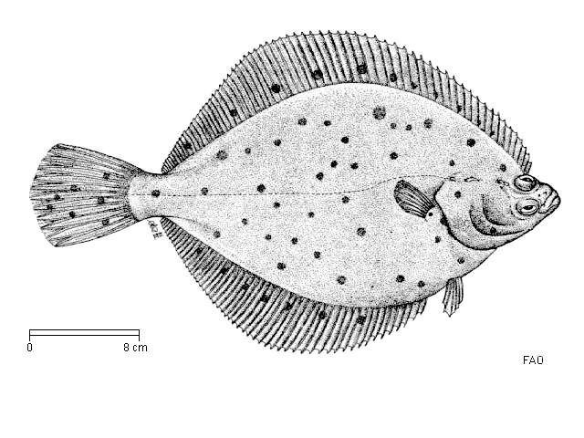 Image of Pleuronectes