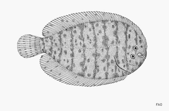 Image of Freshwater sole