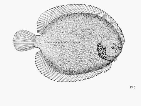 Image of Spottedcheek sole