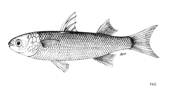 Image of Abu mullet