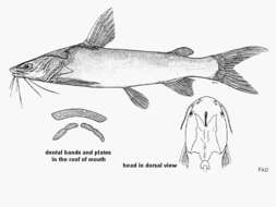 Image of Blue Sea Catfish