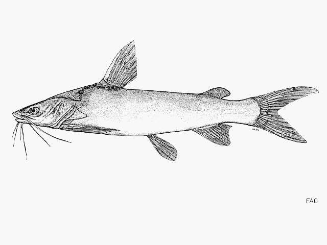 Image of Blue Sea Catfish