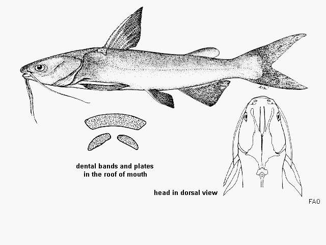 Image of Big-bellied sea catfish