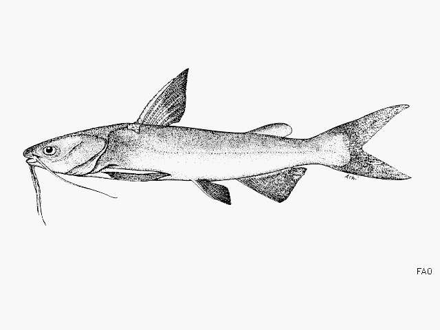 Image of Big-bellied sea catfish