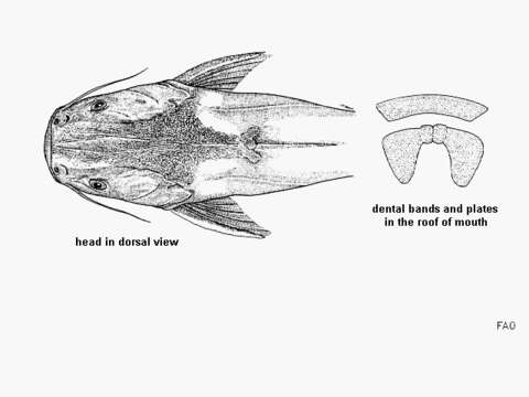 Image of Sculptured sea catfish