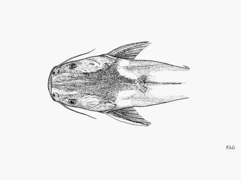 Image of Sculptured sea catfish