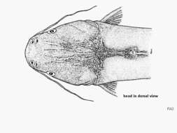 Image of Freckled sea catfish