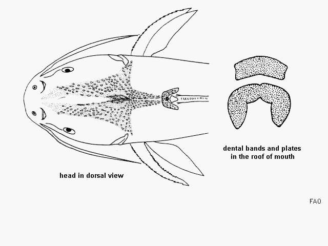 Image of Chomba sea catfish