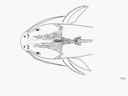 Image of Chomba sea catfish