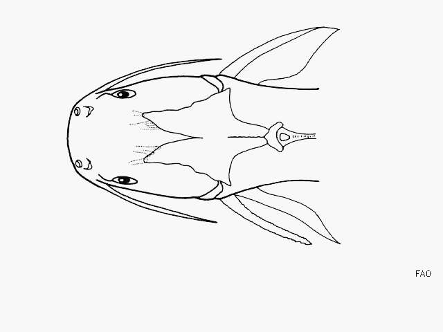 Image of Flathead sea catfish