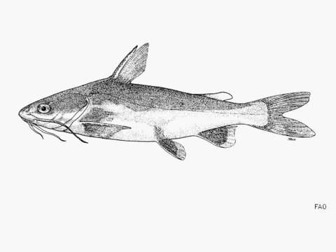 Image of Tete Sea Catfish