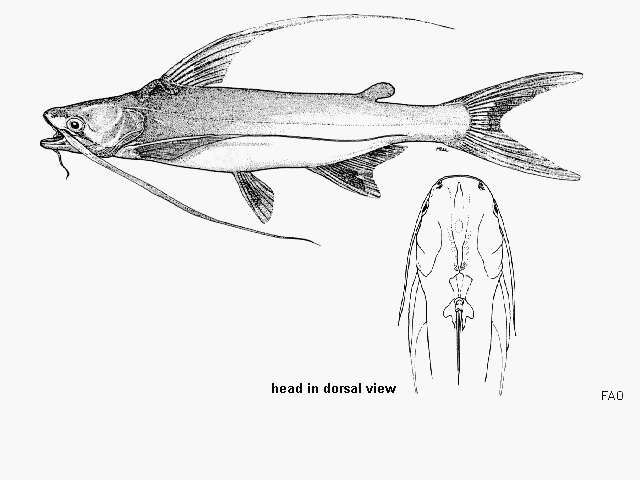 Image of Long-barbeled sea catfish