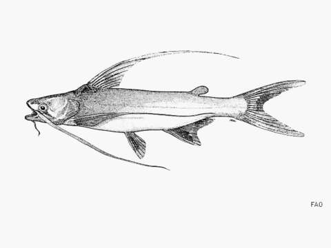 Image of Long-barbeled sea catfish