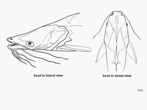 Imagem de Cathorops hypophthalmus (Steindachner 1876)