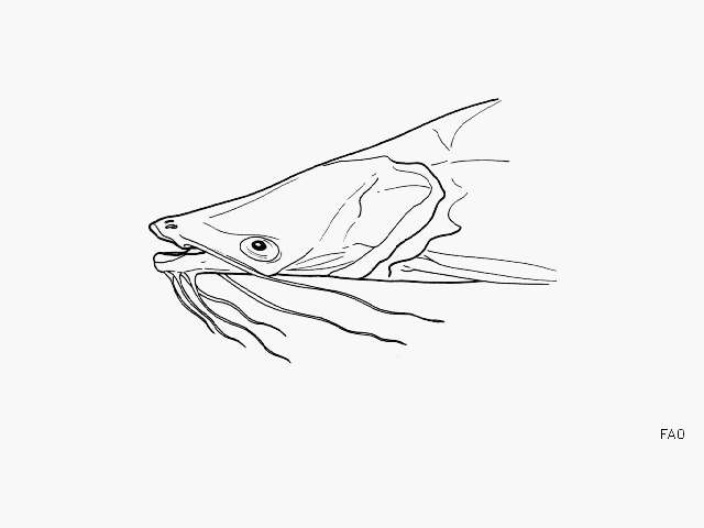 Image of Gloomy sea catfish