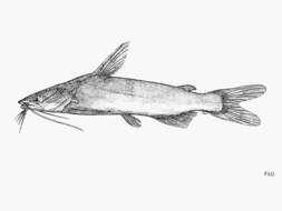 Image of Congo sea catfish