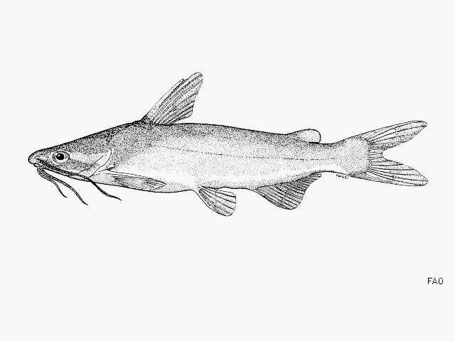 Image of Box sea catfish