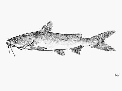 Image of Peruvian sea catfish