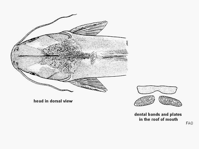 Image of Steindachner&#39;s sea catfish
