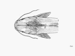 Image of Steindachner&#39;s sea catfish