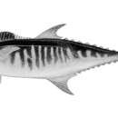 Image of Broad-banded Spanish mackerel