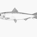 Image of Sardina pilchardus (Walbaum 1792)