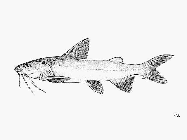 Image of Chili sea catfish