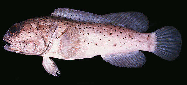 Image of Papuan jawfish