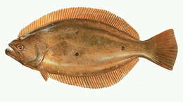 Plancia ëd Paralichthys olivaceus (Temminck & Schlegel 1846)