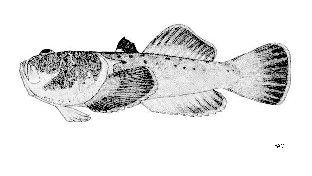 Image of Whitemargin stargazer