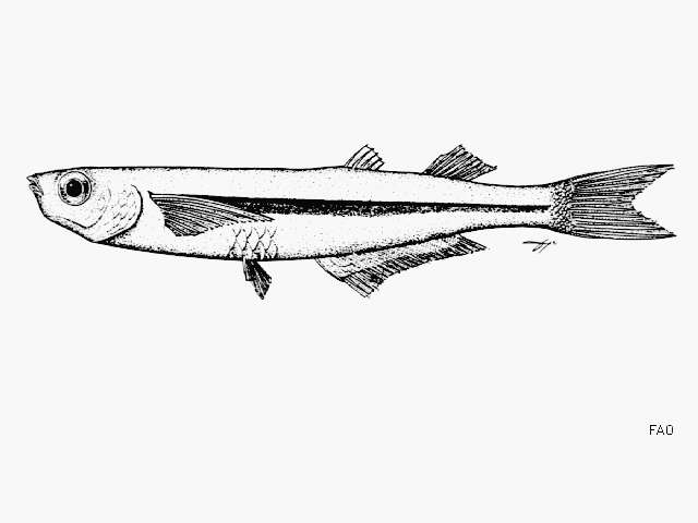 Imagem de Atherinella pachylepis (Günther 1864)
