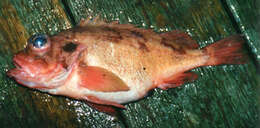 Image of norway haddock