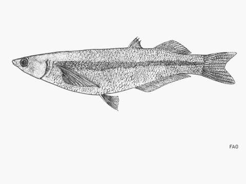 Image of Colpichthys