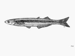 Sivun Leuresthes sardina (Jenkins & Evermann 1889) kuva