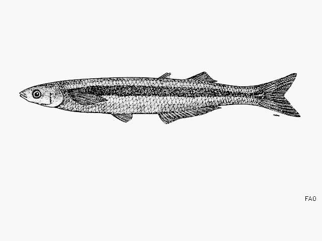 Sivun Leuresthes sardina (Jenkins & Evermann 1889) kuva
