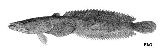 Image of Boulenger&#39;s toadfish