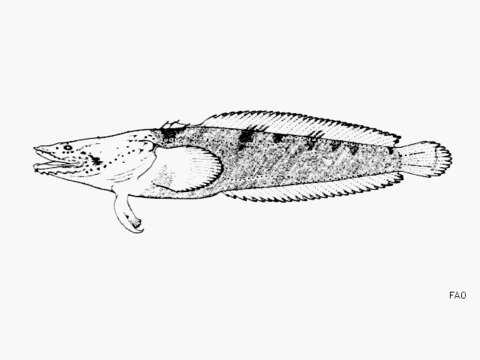 Image of Walker&#39;s toadfish