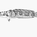 Image of Multipored toadfish