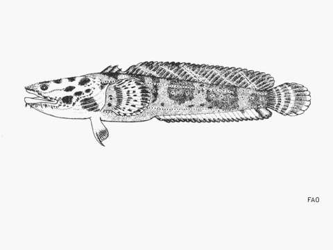 Image of Multipored toadfish